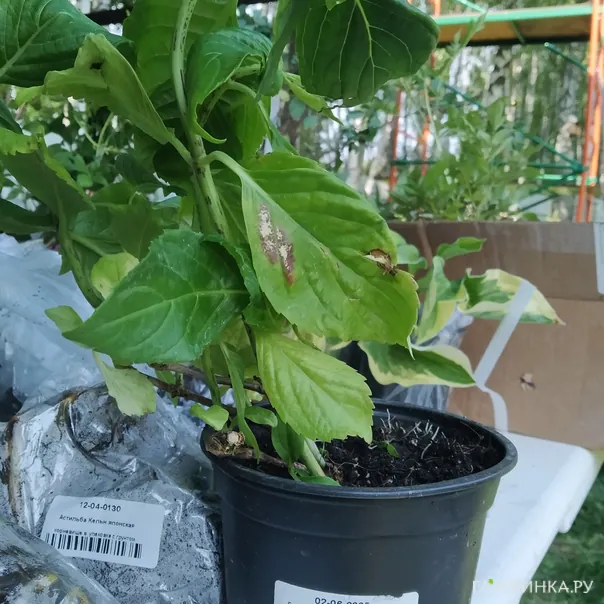 превью изображения отзыва