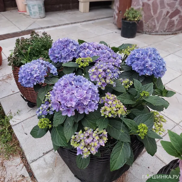 превью изображения отзыва