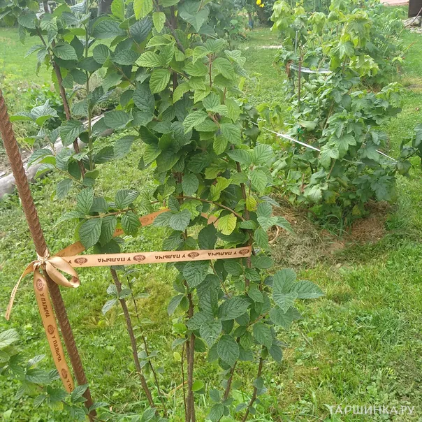 превью изображения отзыва