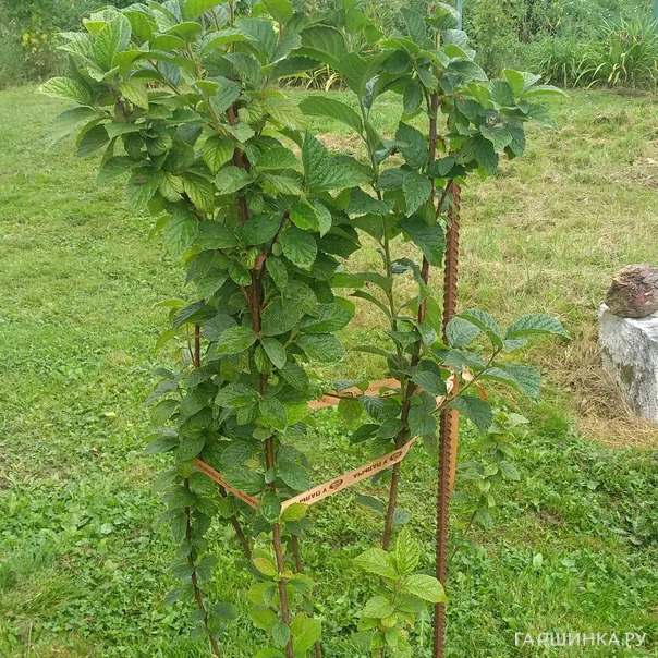 превью изображения отзыва