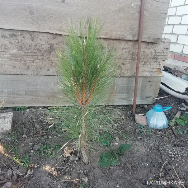 превью изображения отзыва