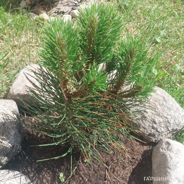 превью изображения отзыва