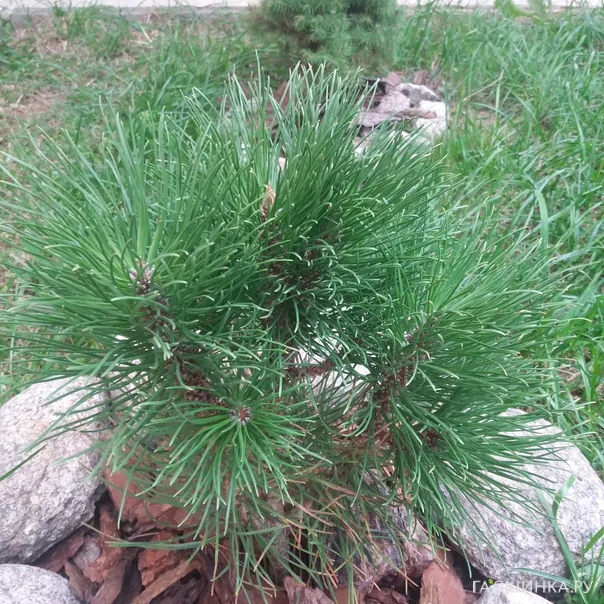 превью изображения отзыва