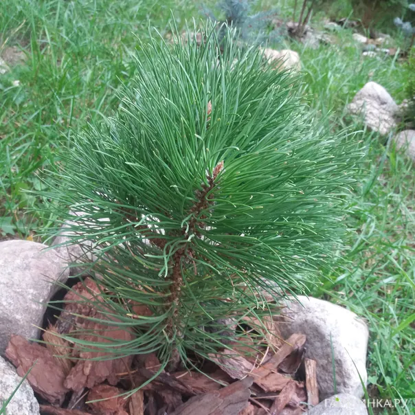 превью изображения отзыва