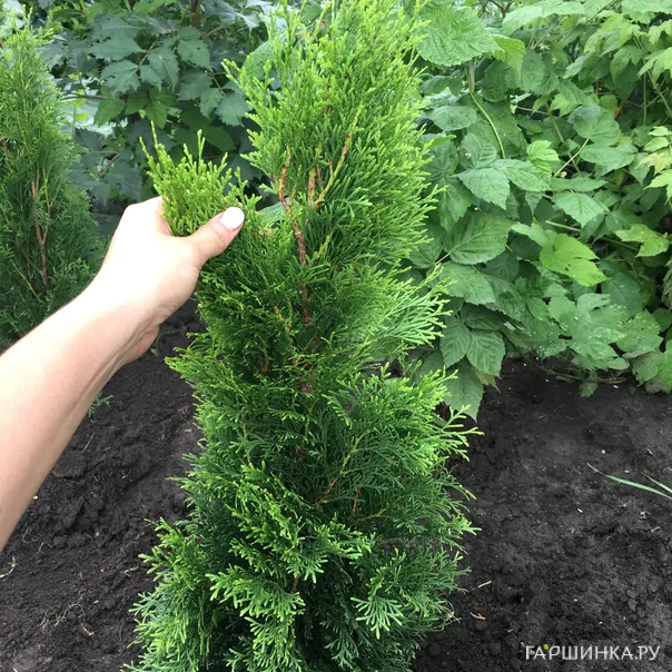 превью изображения отзыва