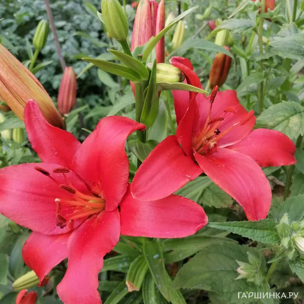 превью изображения отзыва