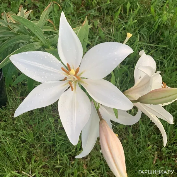 превью изображения отзыва