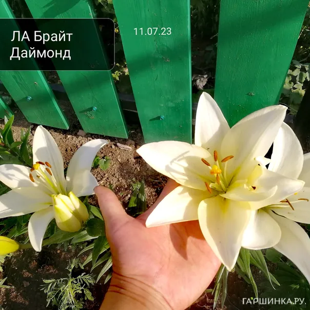 превью изображения отзыва