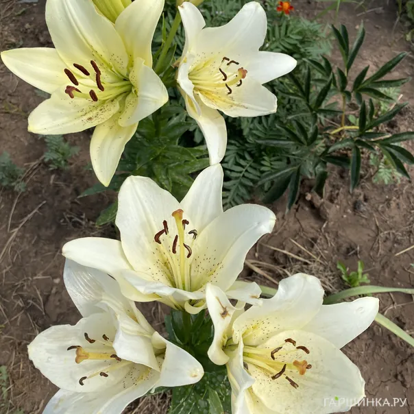 превью изображения отзыва