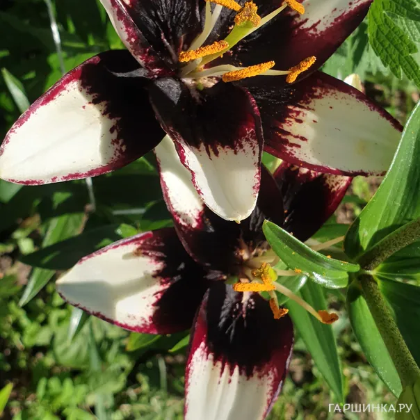 превью изображения отзыва