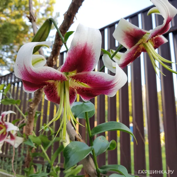 превью изображения отзыва