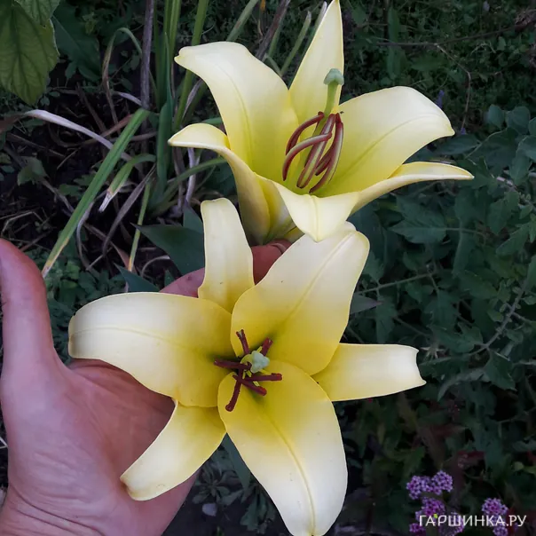 превью изображения отзыва