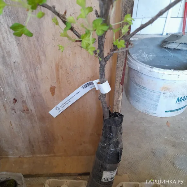 превью изображения отзыва