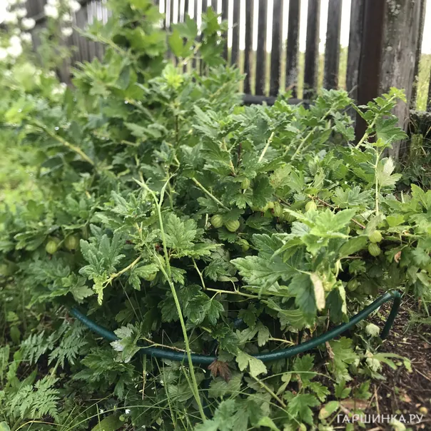 превью изображения отзыва