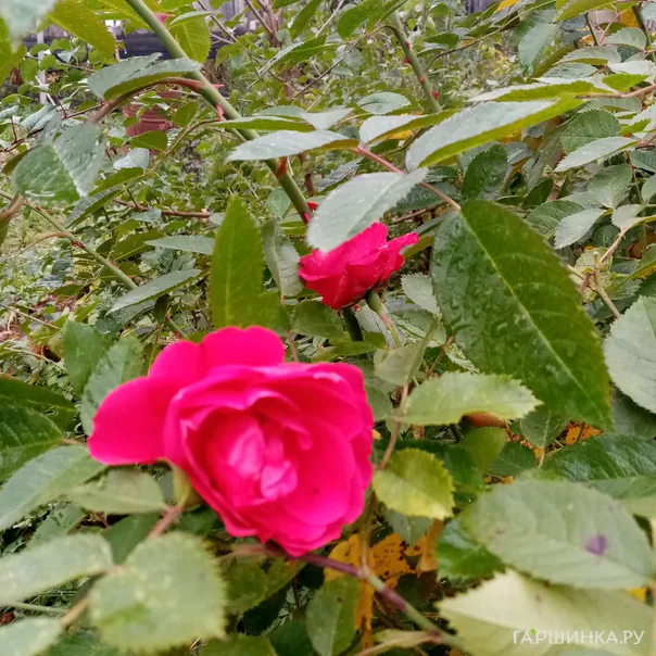 превью изображения отзыва