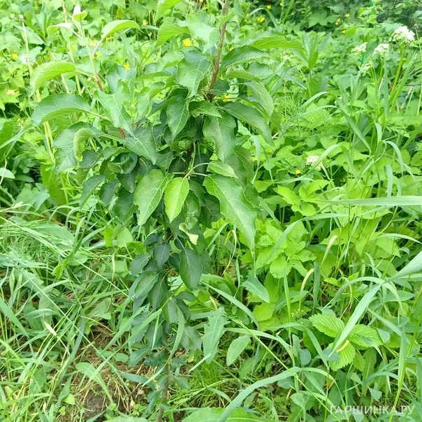 превью изображения отзыва