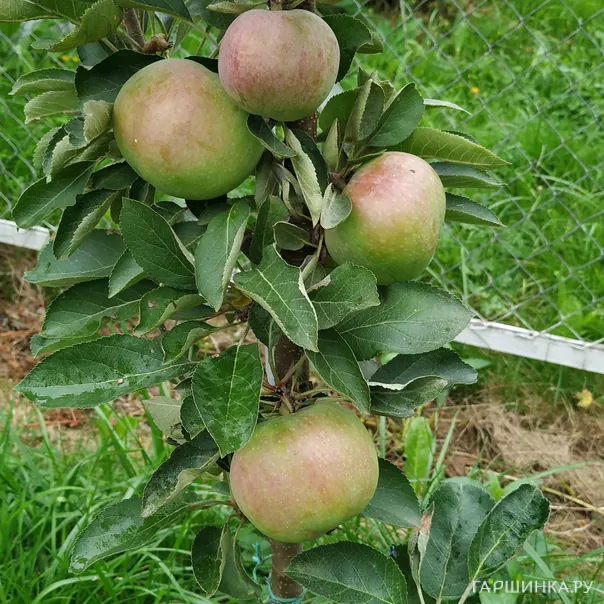 превью изображения отзыва