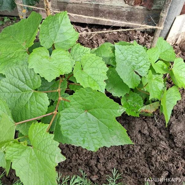 превью изображения отзыва