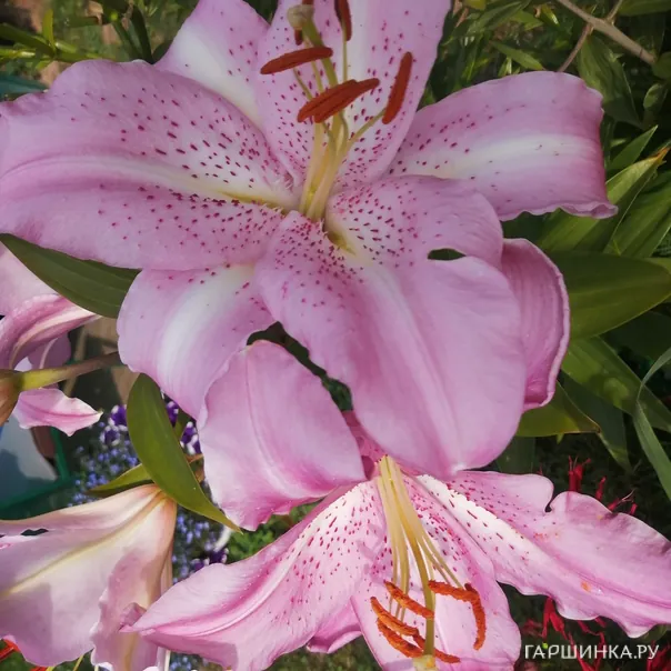 превью изображения отзыва