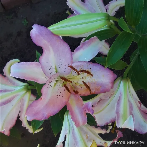 превью изображения отзыва