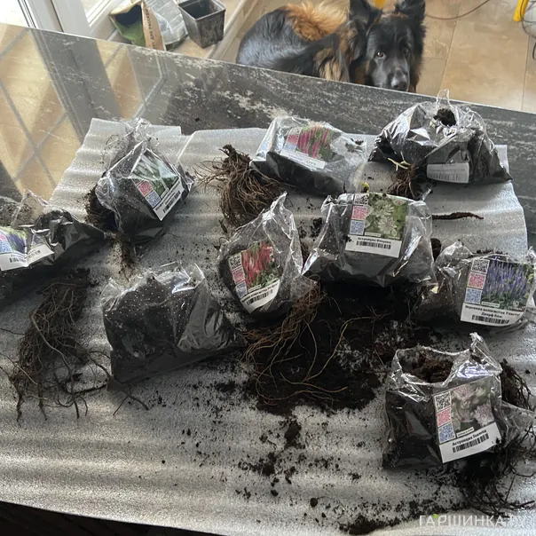 превью изображения отзыва