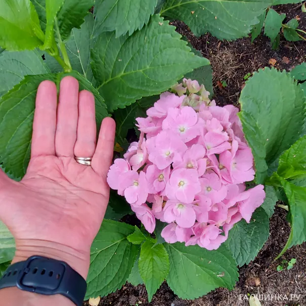 превью изображения отзыва