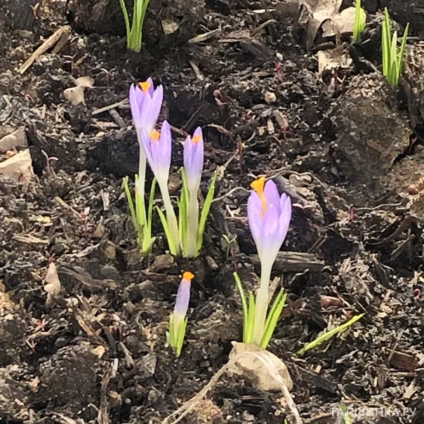 превью изображения отзыва