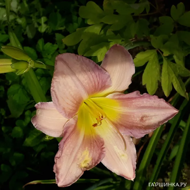 превью изображения отзыва