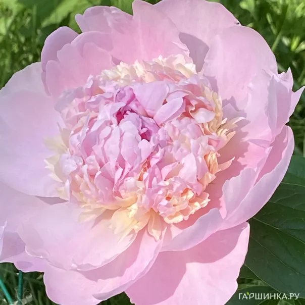 превью изображения отзыва