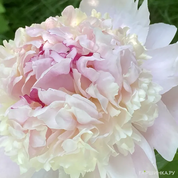 превью изображения отзыва