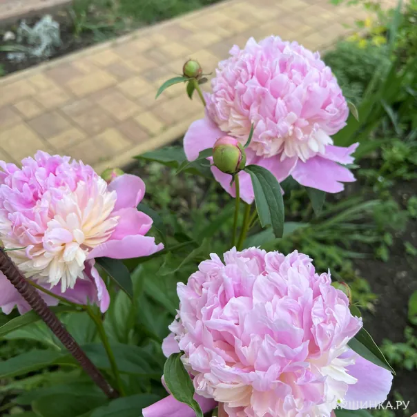 превью изображения отзыва