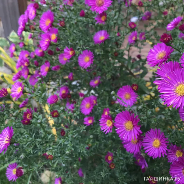 превью изображения отзыва