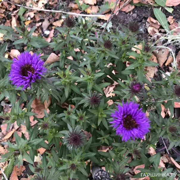 превью изображения отзыва