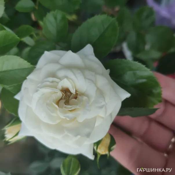 превью изображения отзыва