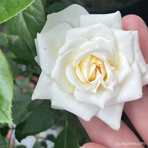 превью изображения отзыва