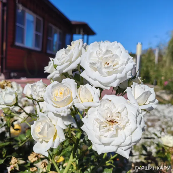 превью изображения отзыва