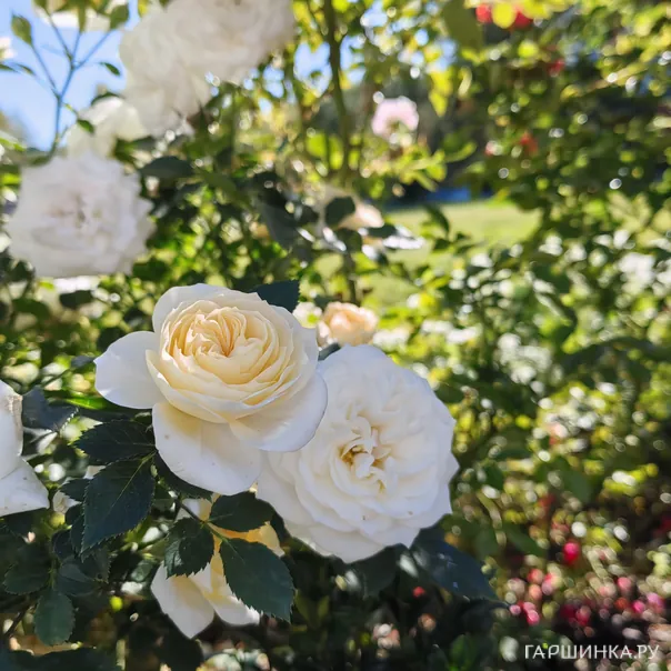 превью изображения отзыва