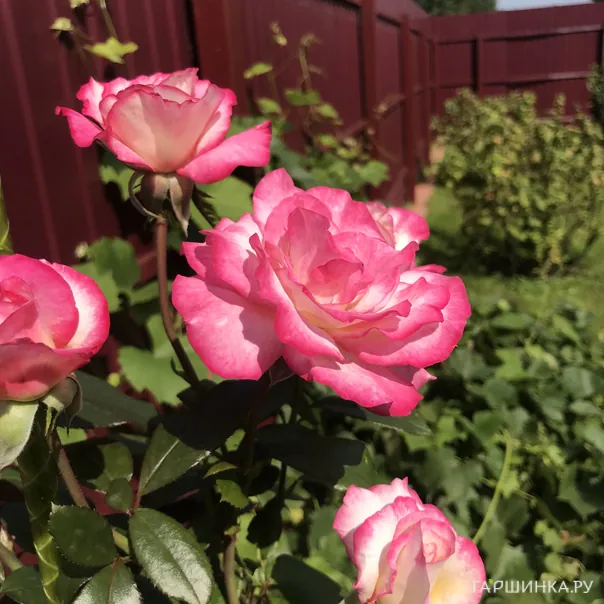 превью изображения отзыва