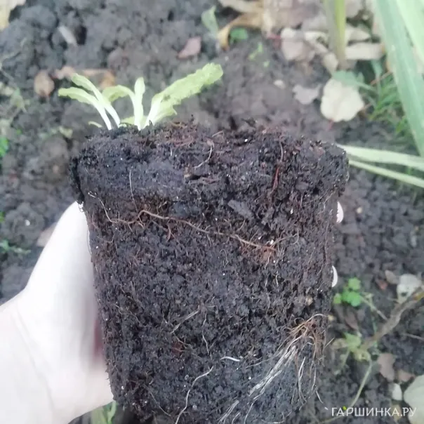 превью изображения отзыва