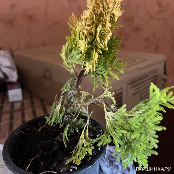 превью изображения отзыва