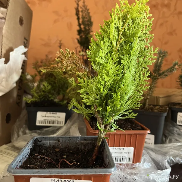 превью изображения отзыва