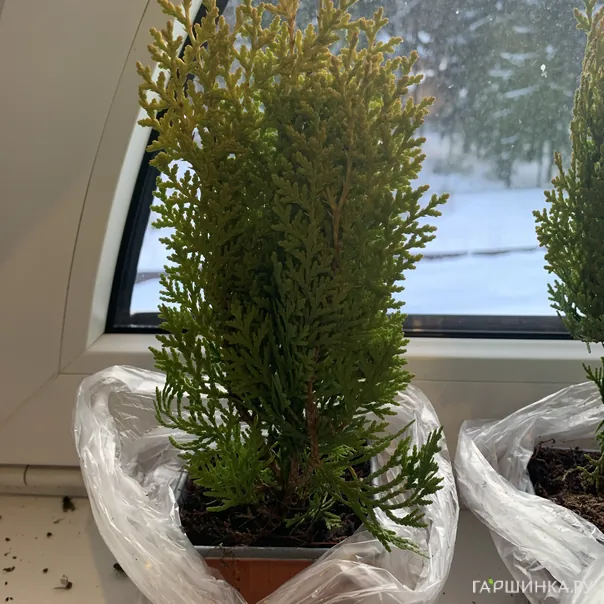 превью изображения отзыва