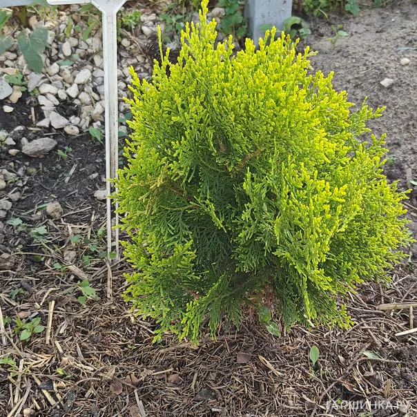 превью изображения отзыва