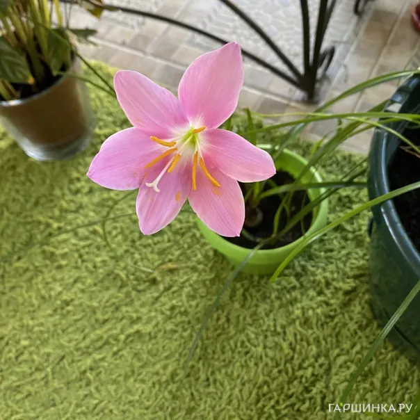 превью изображения отзыва