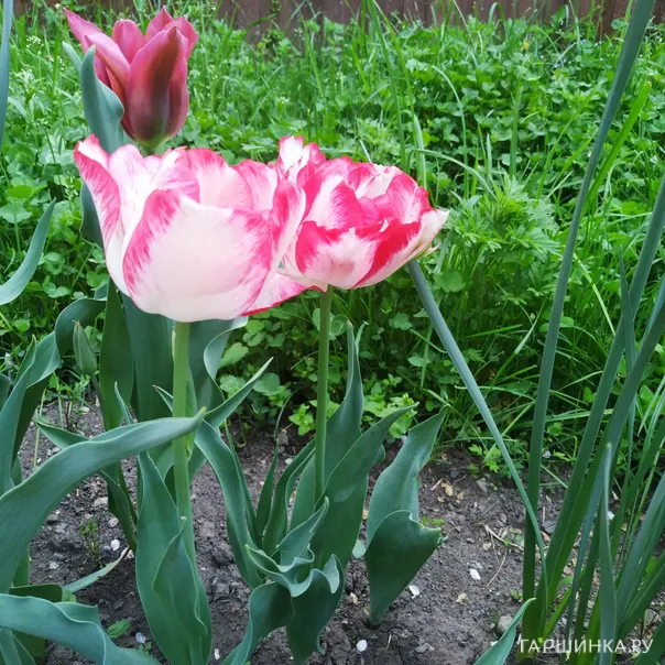 превью изображения отзыва