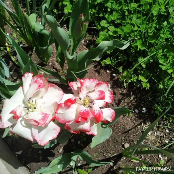 превью изображения отзыва