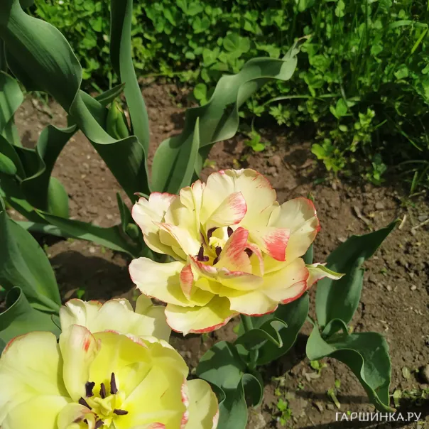 превью изображения отзыва