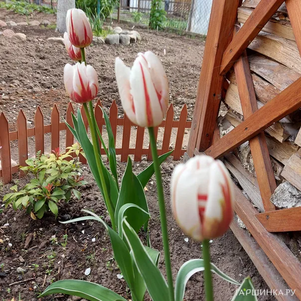 превью изображения отзыва