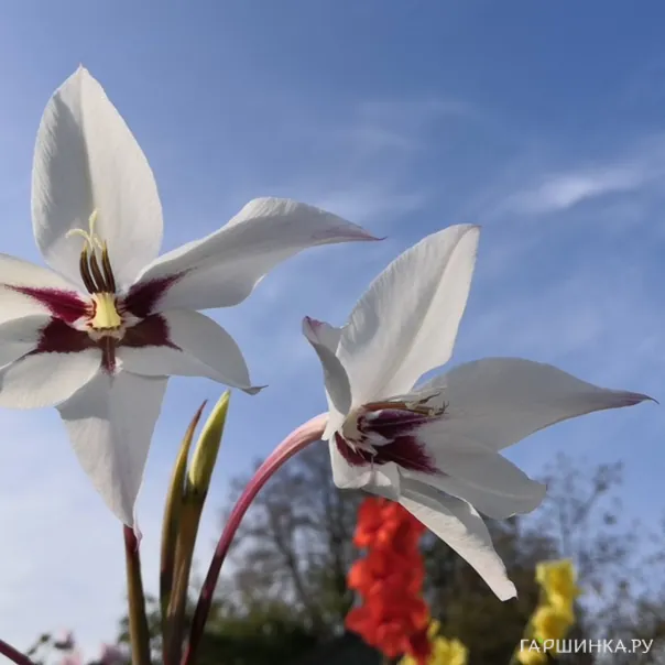 превью изображения отзыва