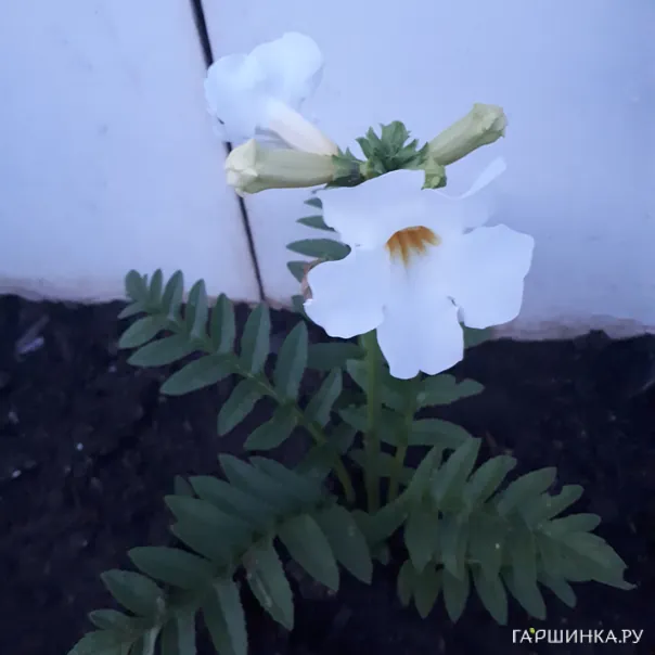 превью изображения отзыва